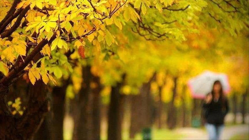 🍂 L'automne en couleurs : saison de la sérénité, de la santé et des bons achats